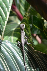 A brown tree lizard on a branch