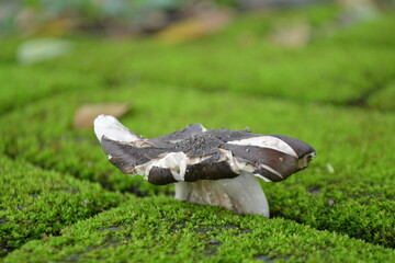 Wonderful close up mushroom 