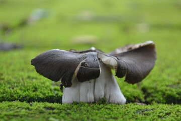 Wonderful close up mushroom 