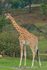 A lone giraffe stands tall against the lush foliage, its patterned coat in stark contrast to its green surroundings. The majestic creature surveys its domain with a calm gaze.