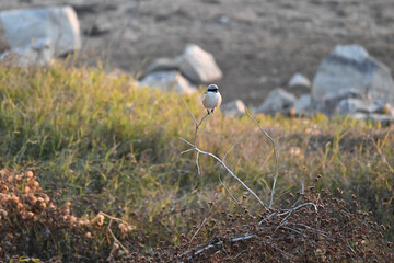 grey heron on the ground