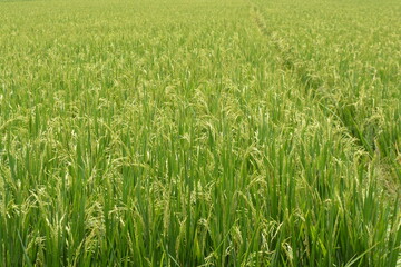 green wheat field