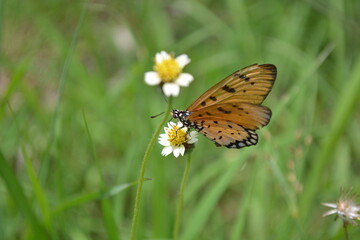 butterfly on a flower