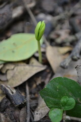 small green plant