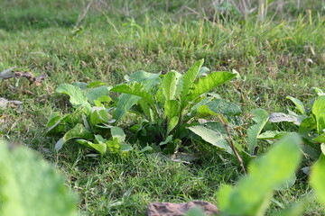 Primula veris plant. Its other names cowslip, common cowslip and  cowslip primrose. This is a herbaceous perennial flowering plant in the primrose family Primulaceae.