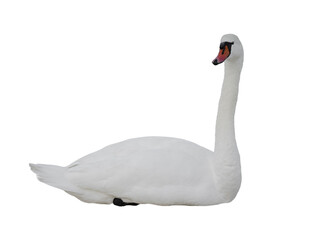 swan isolated on white background