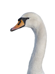 portrait of swan isolated on white background