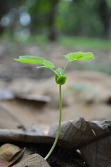young plant in the garden