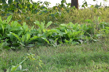 Primula veris plant. Its other names&nbsp;cowslip,&nbsp;common cowslip and &nbsp;cowslip primrose. This is a&nbsp;herbaceous perennial&nbsp;flowering plant&nbsp;in the&nbsp;primrose&nbsp;family&nbsp;Primulaceae.