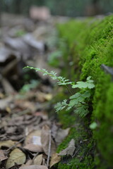 fern in the forest