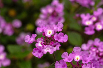Obraz premium Closeup of trailing Lantana (Lantana montevidensis) in a garden in Madeira