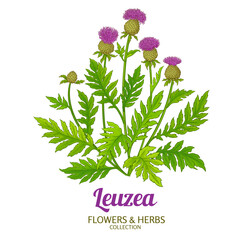 Leuzea Plant with Flowers and Leaves Colored Detailed Illustration. Essential oil ingredient for cosmetics, aromatherapy, health care, alternative medicine. Vector isolated for design or decoration.
