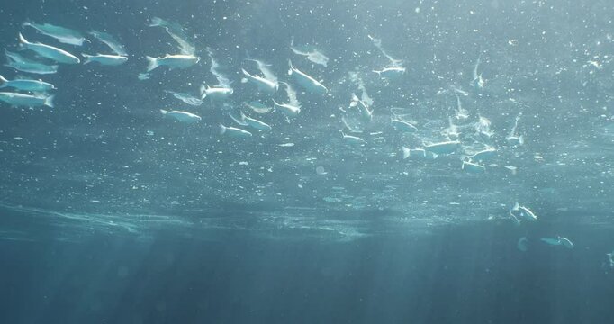 grey mullets are feeding and surching food at the syrface of the water