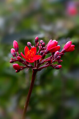 Closeup of flowers of peregrina (Jatropha integerrima) in a garden in Madeira