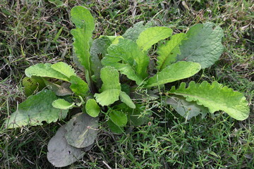 Primula veris plant. Its other names cowslip, common cowslip and  cowslip primrose. This is a herbaceous perennial flowering plant in the primrose family Primulaceae.