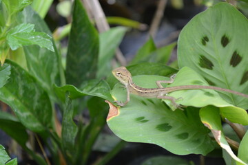 A tree lizard is perching on a branch in a garden
