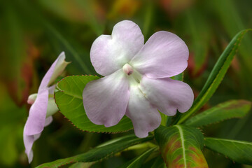 Closeup of single flower of Impatiens sodenii in a garden in Madeira