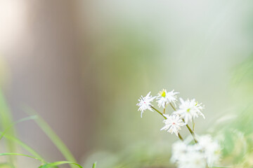 セリバオウレン