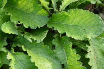Primula veris plant. Its other names cowslip, common cowslip and  cowslip primrose. This is a herbaceous perennial flowering plant in the primrose family Primulaceae.