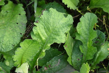 Primula veris plant. Its other names&nbsp;cowslip,&nbsp;common cowslip and &nbsp;cowslip primrose. This is a&nbsp;herbaceous perennial&nbsp;flowering plant&nbsp;in the&nbsp;primrose&nbsp;family&nbsp;Primulaceae.