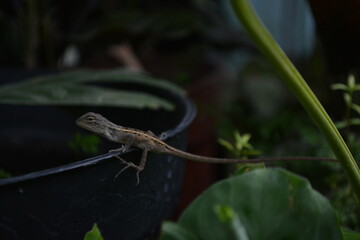 A tree lizard is perching on a branch in a garden