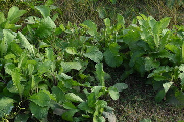 Primula veris plant. Its other names cowslip, common cowslip and  cowslip primrose. This is a herbaceous perennial flowering plant in the primrose family Primulaceae.