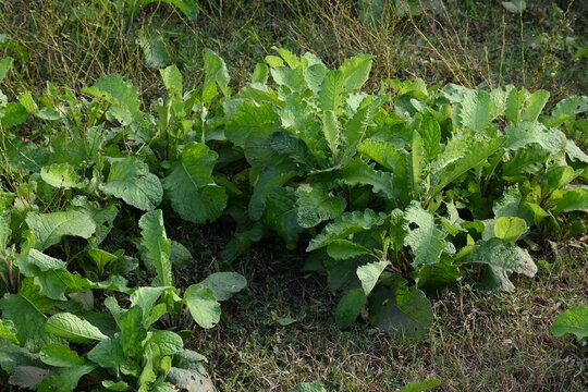 Primula veris plant. Its other names&nbsp;cowslip,&nbsp;common cowslip and &nbsp;cowslip primrose. This is a&nbsp;herbaceous perennial&nbsp;flowering plant&nbsp;in the&nbsp;primrose&nbsp;family&nbsp;Primulaceae.