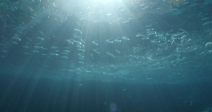 grey mullets are feeding and surching food at the syrface of the water