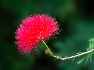 Closeup of flower of a single pink powderpuff plant (Calliandra haematocephala) in a garden in Madeira