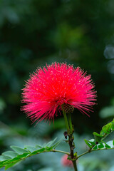 Closeup of flower of a single pink powderpuff plant (Calliandra haematocephala) in a garden in Madeira