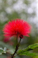 Closeup of flower of a single pink powderpuff plant (Calliandra haematocephala) in a garden in Madeira