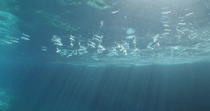 grey mullets are feeding and surching food at the syrface of the water