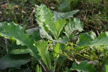 Primula veris plant. Its other names cowslip, common cowslip and  cowslip primrose. This is a herbaceous perennial flowering plant in the primrose family Primulaceae.