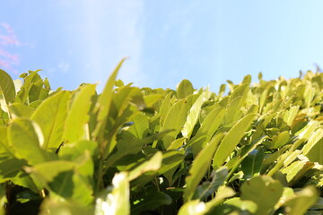 green leaves snd blue sky, cherry laurel