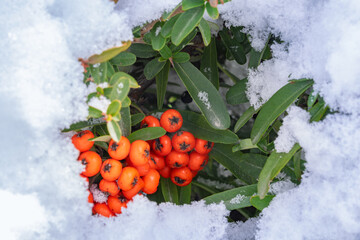 Bright orange rowan berries peek through fresh white snow, surrounded by vibrant green leaves.