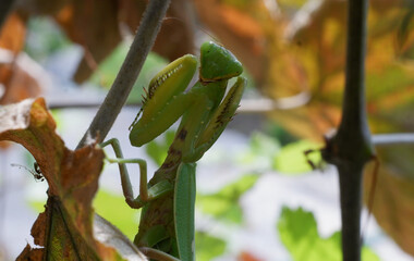 The praying mantis is a rare insect listed in the 