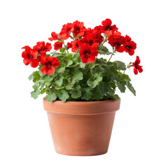A Flourishing Potted Geranium with Red Flowers Isolated on Transparent Background
