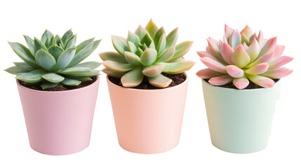 Isolated cactus in a pot with pink flowers