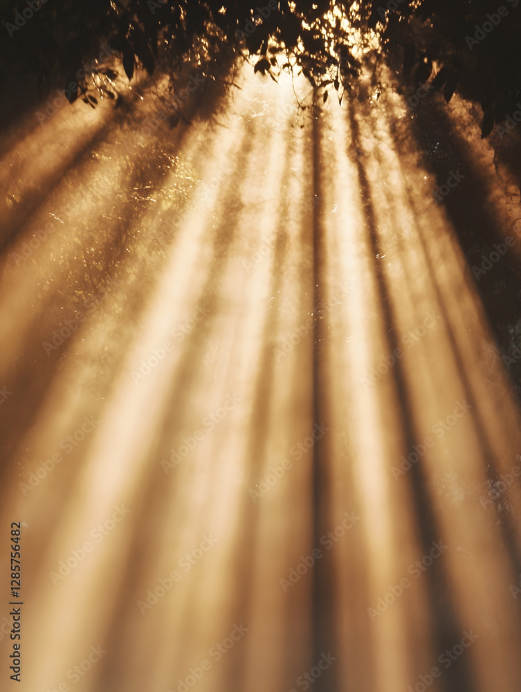 Poster Beautiful sun rays filtering through forest canopy creating a serene and enchanting atmosphere : Generative AI