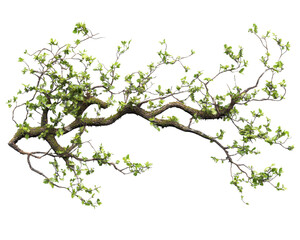Fototapeta premium Branch with green leaves, white isolate background