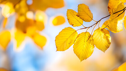 Close-Up of Bright Yellow Autumn Leaves on Branch with Colorful Background : Generative AI
