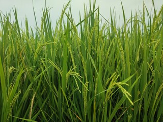 green rice field