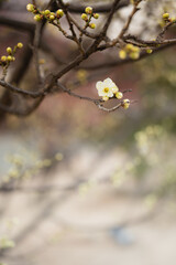 早春の梅