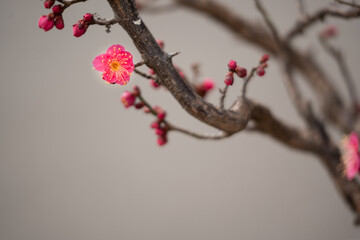 早春の梅