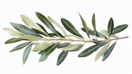 Obraz premium Isolated olive branch with fresh leaves on white background