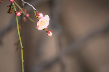 早春の梅