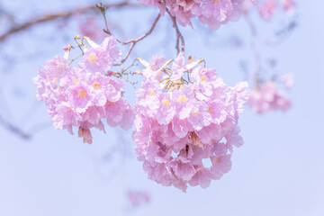 Tabebuia rosea Flower. Blue Sky Background. Close Up