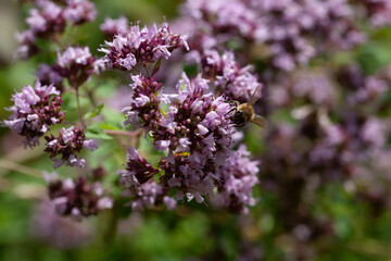 Naturalistic herbal wildlife friendly garden - natural meadow with origanum, Origanum vulgare herbs and native flowers.