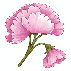 Close-up of pink peony and pink carnation flowers isolated on white background showcasing vibrant petals in full bloom