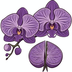 Pink Orchid Flower Isolated on White Background